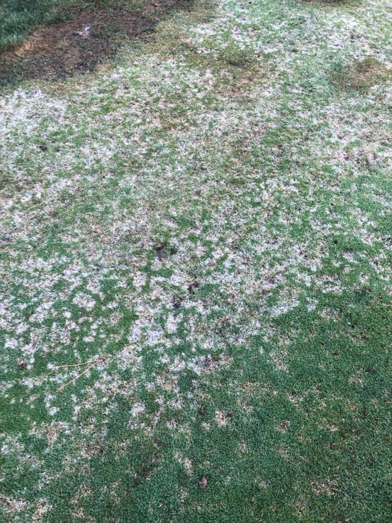 Mycélium de dollar spot visible le matin sur le gazon