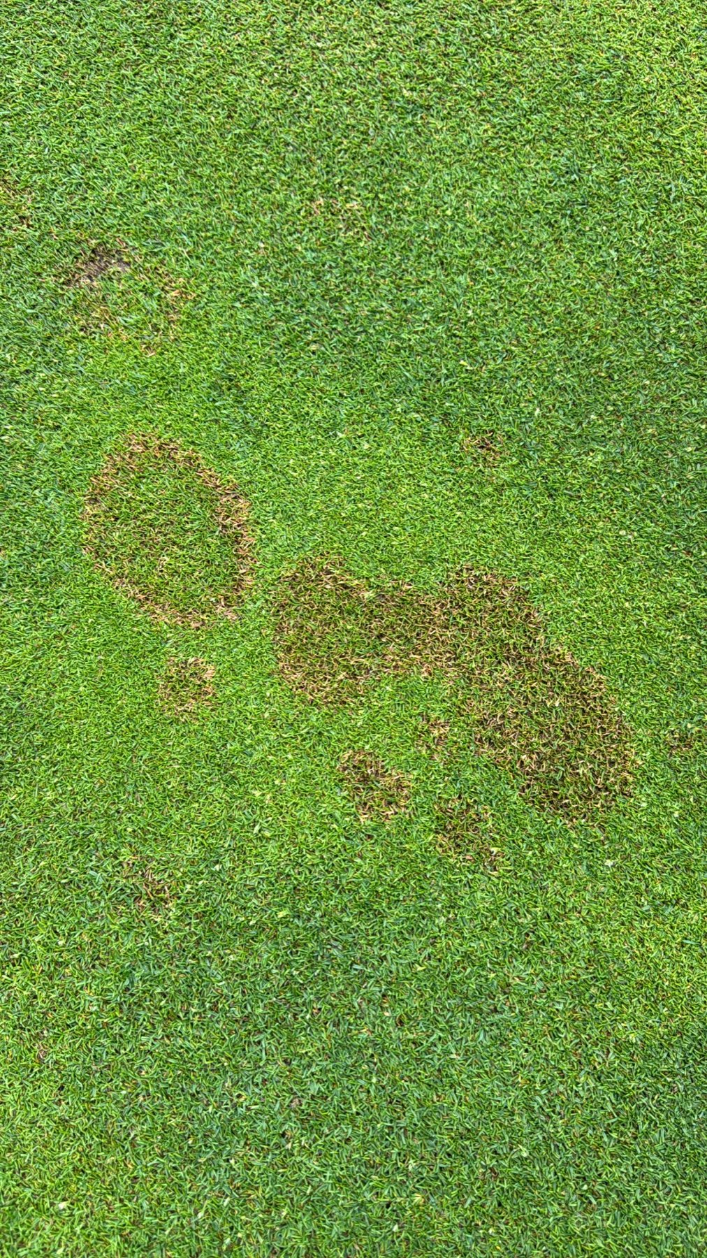 Petite attaque de fusariose, multiples taches sur le green