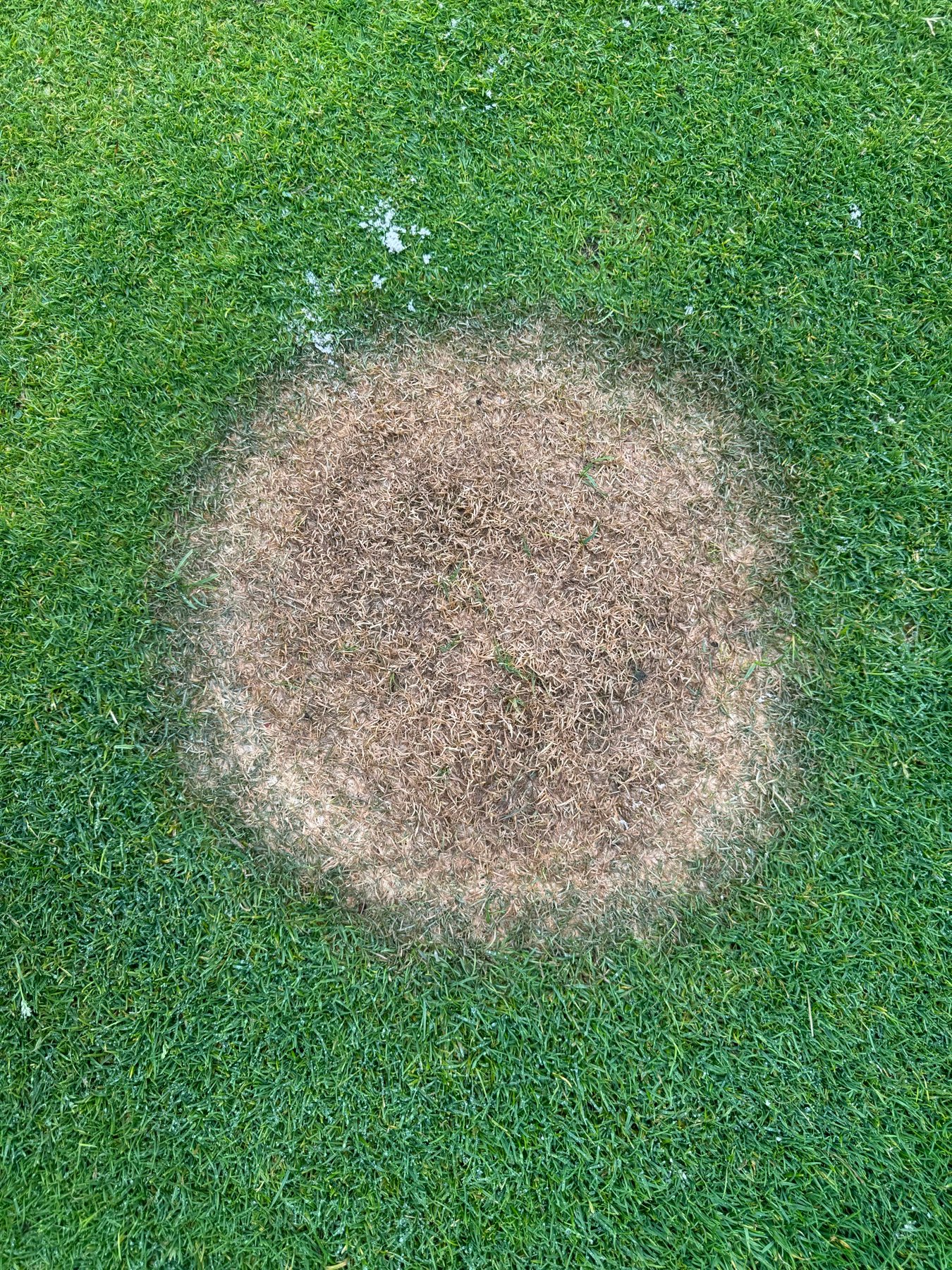 Attaque de Sclerotium rolfsii sur un green